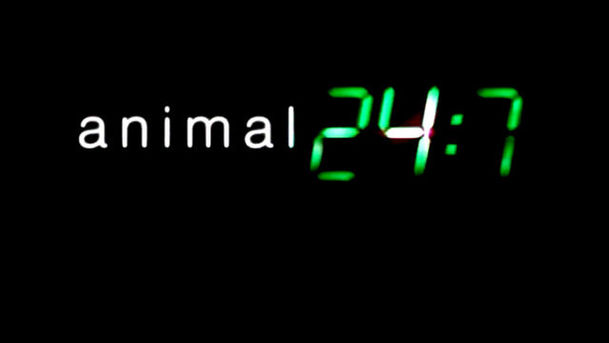 logo for Animal 24:7