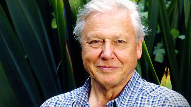 Logo for Gorillas Revisited with Sir David Attenborough