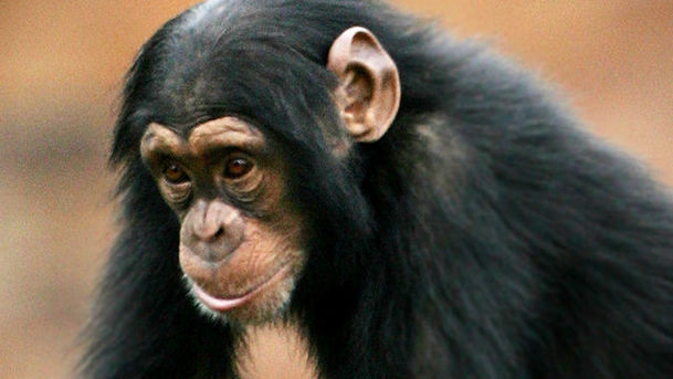 Logo for Apes in Danger - Chimpanzee
