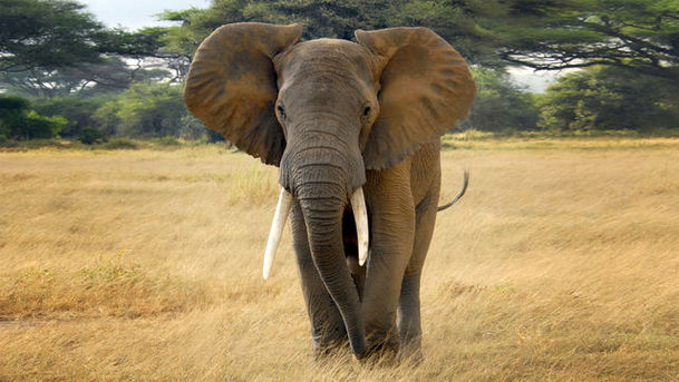 Logo for Wild - Elephants of Samburu - Episode 2