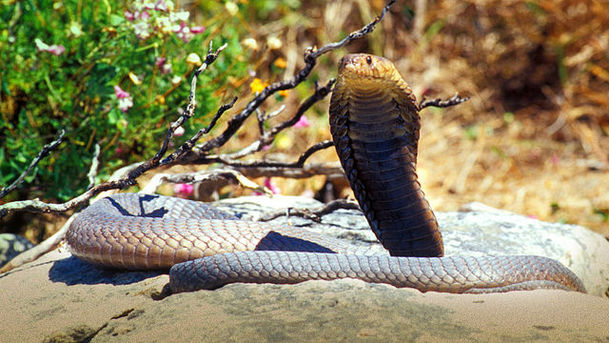 logo for Natural World - 2005-2006 - The King Cobra and I