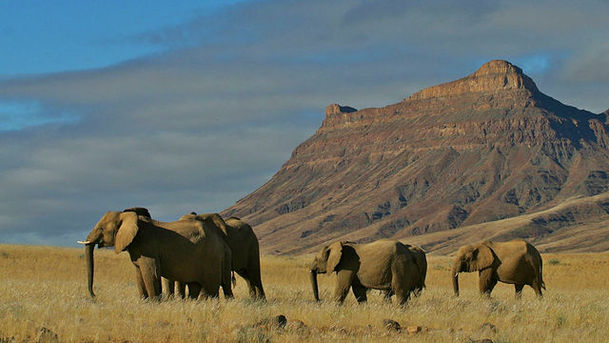 logo for Natural World - 2007-2008 - Elephant Nomads of the Namib Desert