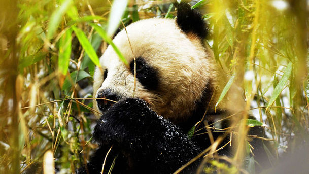 logo for Wild China - Land of the Panda