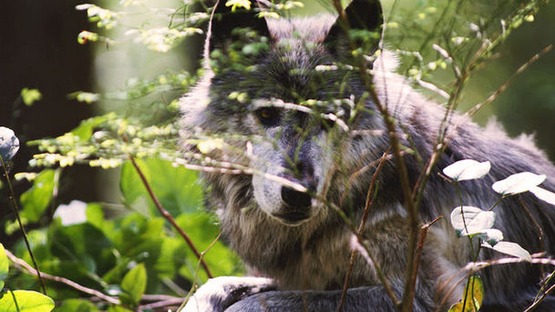 logo for The Real Monarch of the Glen - Meet the Wolves