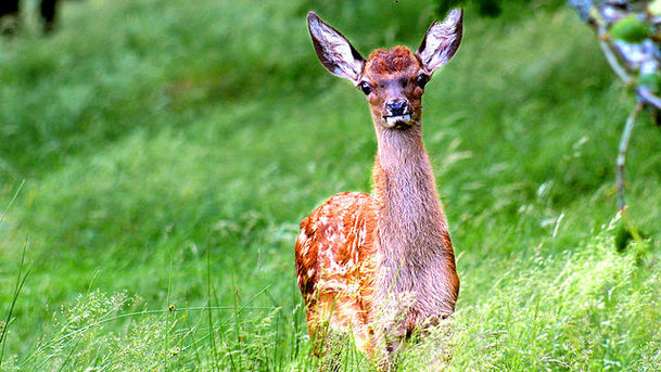 logo for The Real Monarch of the Glen - Let Them Eat Venison