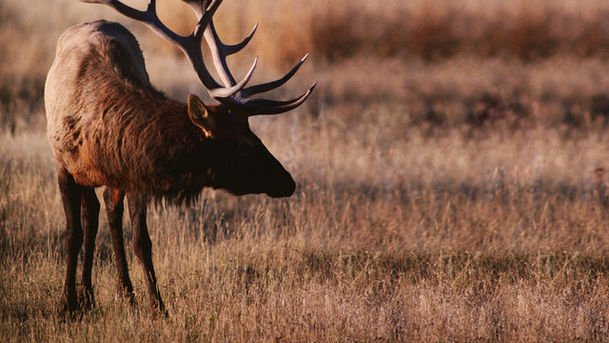 logo for The Real Monarch of the Glen - Moose on a Plane