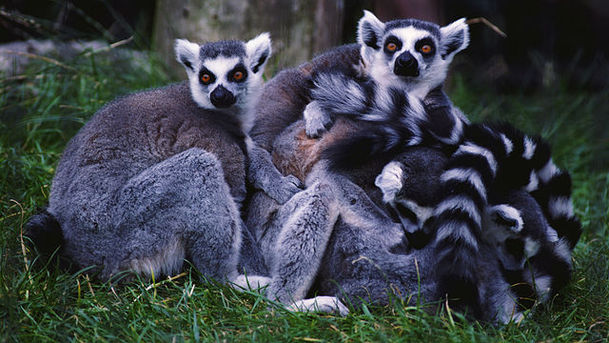 logo for Wild About Animals - Lemurs