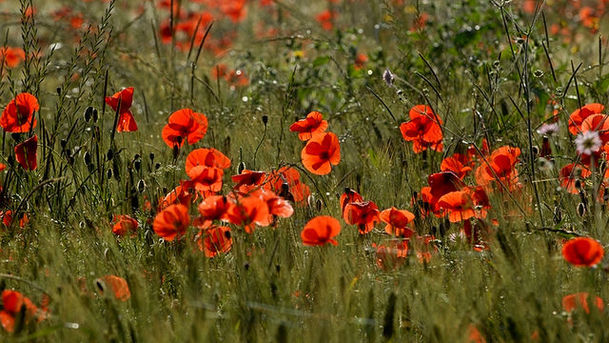 Logo for Remembrance Service - 09/11/2008