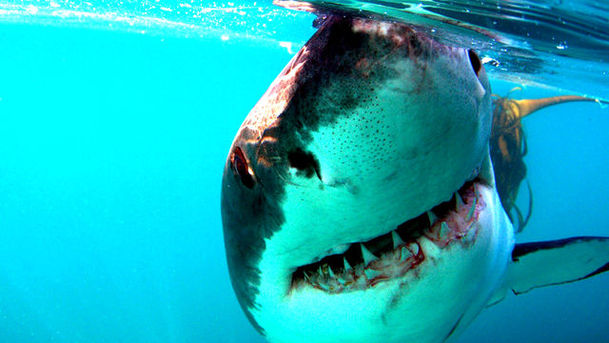 logo for Natural World - 2008-2009 - Great White Shark - A Living Legend