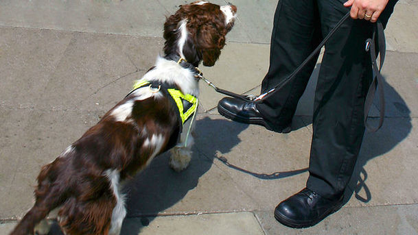 logo for Who Knows What the Dogs Nose Knows?