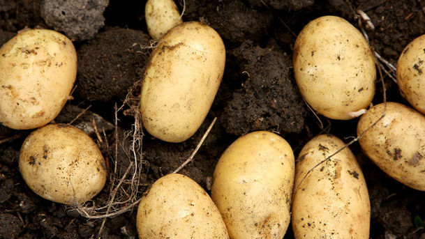 Logo for Food Programme - Potatoes