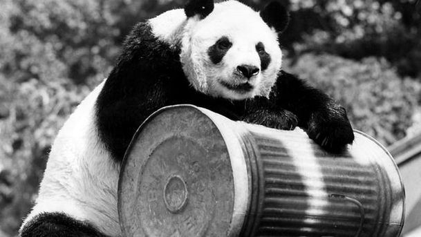 Logo for Chi-Chi: Panda Ambassador