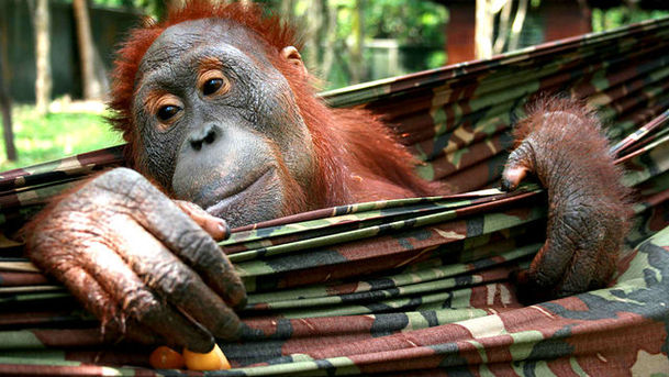 logo for Orangutan Diary - Series 2 - Episode 3