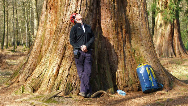 logo for James and the Giant Tree