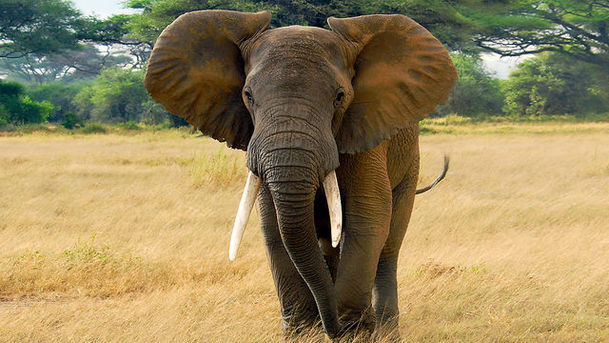 Logo for Last Chance for Africa's Elephants?