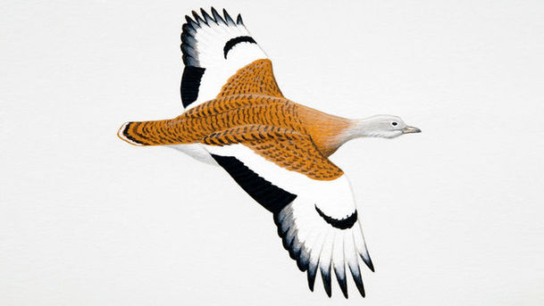 Logo for The Living World - Great Bustards