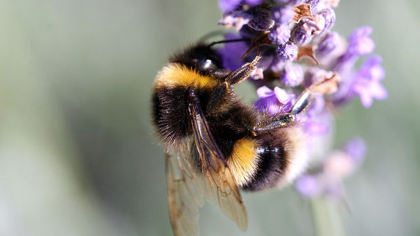 logo for The Plight of the Bumblebee