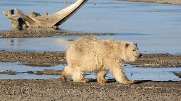 Logo for Inside Life - Polar Bears