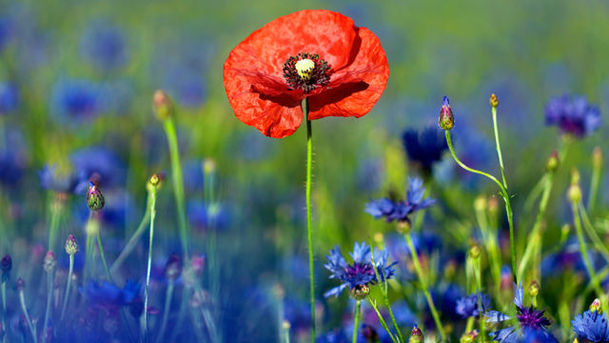 logo for Poppies Are Red, Cornflowers Are Blue