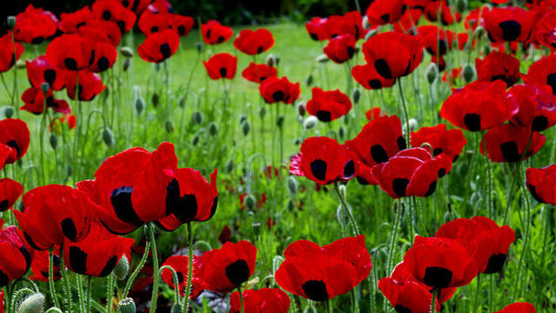 logo for Remembrance Service - 08/11/2009