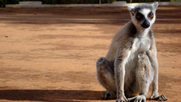 Logo for Inside Life - Madagascar Lemurs