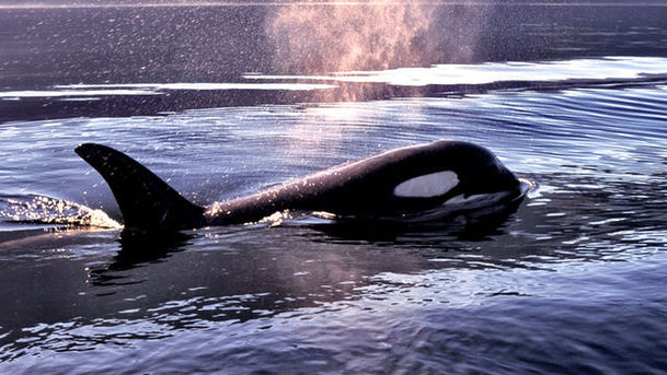 Logo for Natural World - 2009-2010 - A Killer Whale Called Luna