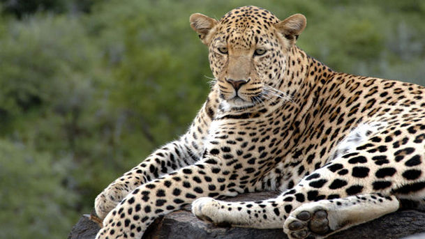 Logo for Natural World - 2009-2010 - The Secret Leopards
