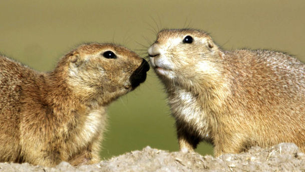 Logo for Natural World - 2009-2010 - Prairie Dogs - Talk of the Town