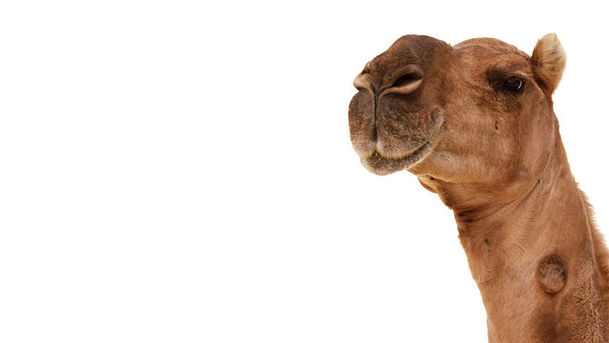 Logo for Rudyard Kipling's Just So Stories - How the Camel Got His Hump