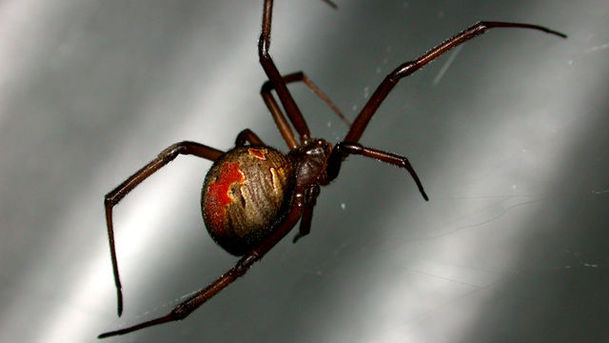 logo for Deadly 60 - Bite Size - Redback Spider
