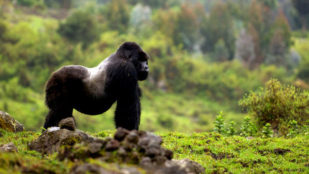 Logo for Mountain Gorilla - Safe in Our Hands